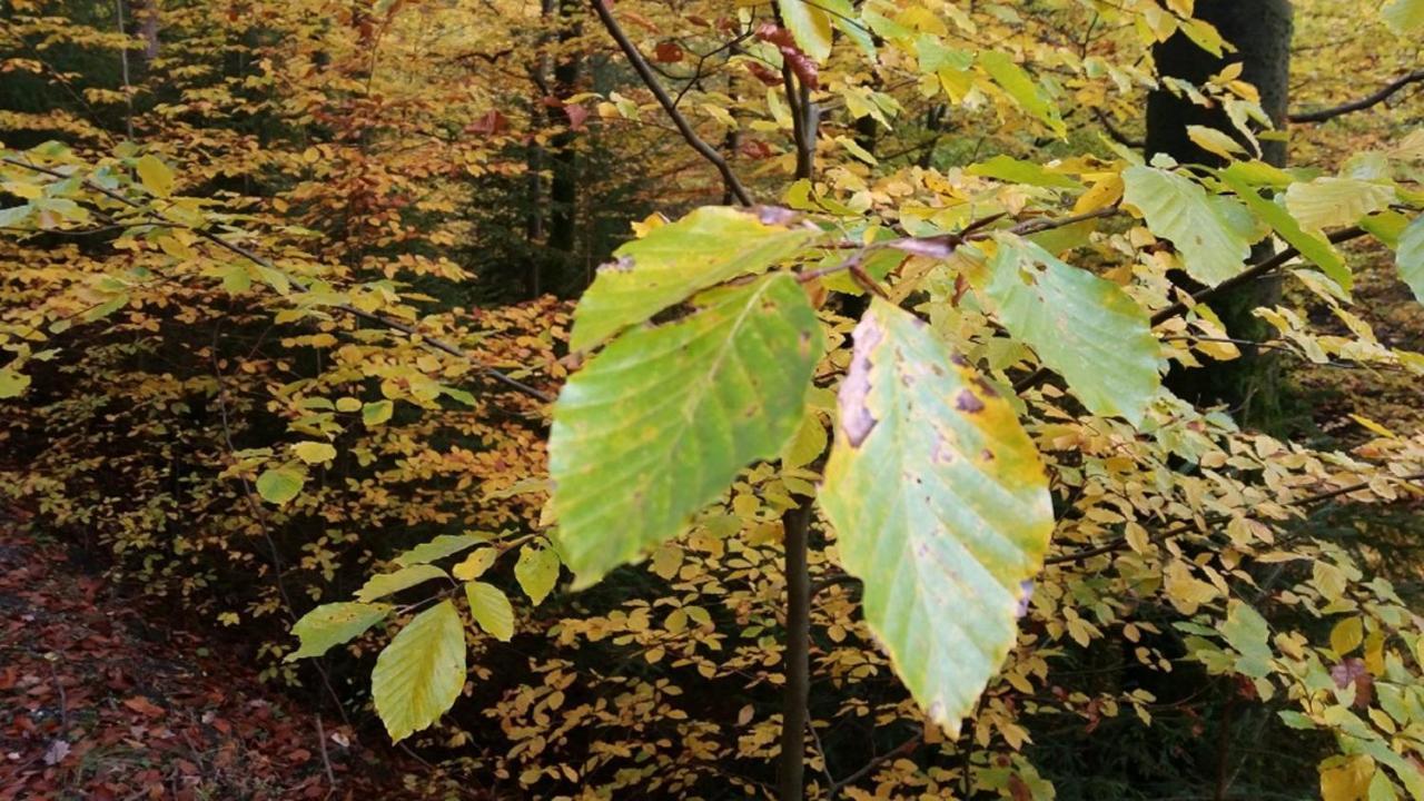 Ferienhaeuser Zur Schaeferei 米特威茨 外观 照片