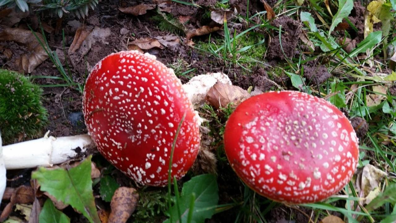 Ferienhaeuser Zur Schaeferei 米特威茨 外观 照片